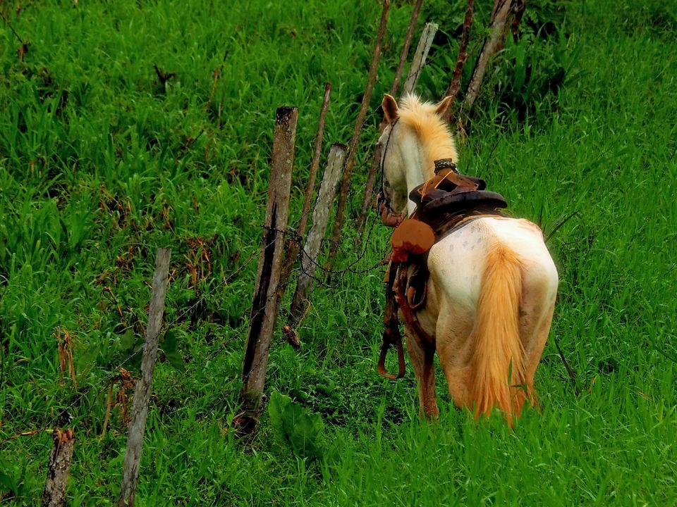 Paardrijden in Panama