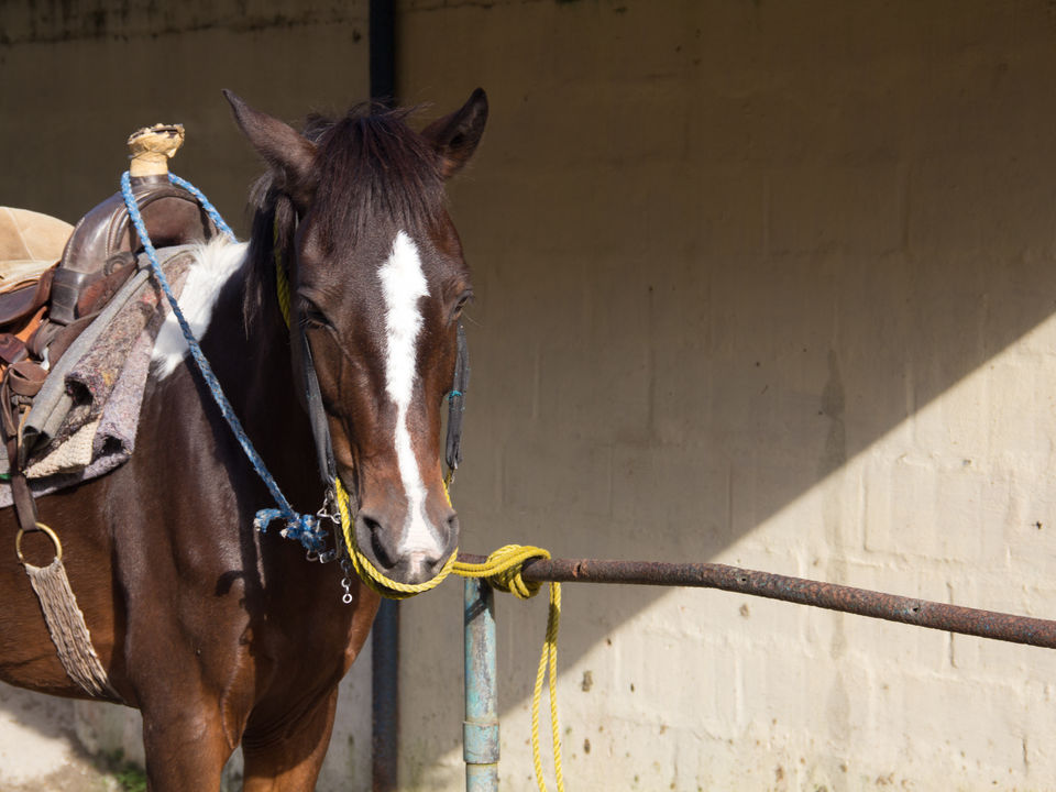 Paardrijden in Panama
