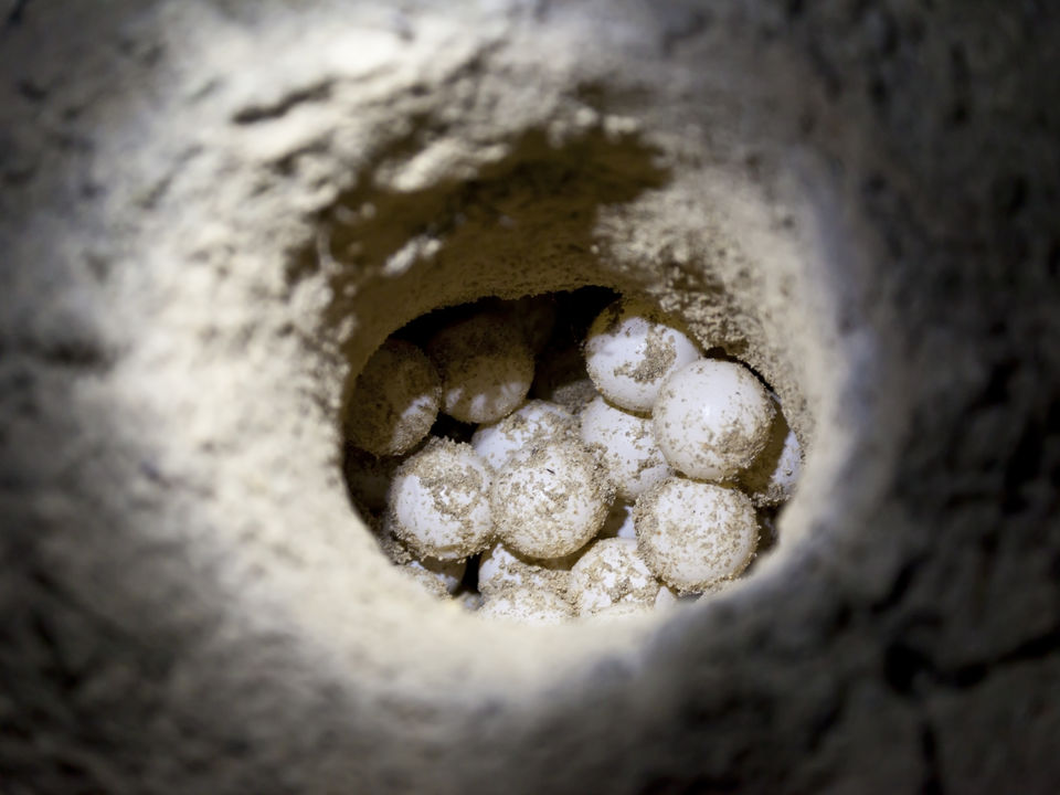 Eieren van een zeeschildpad op het strand - Panama