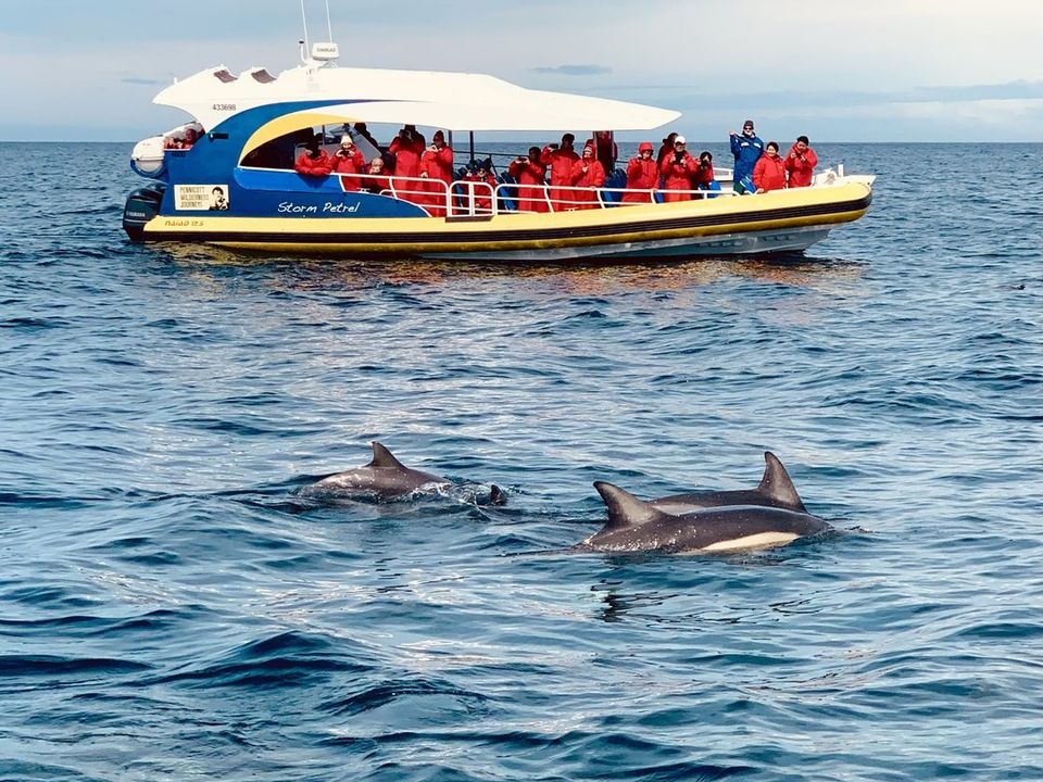 dolfijnen spotten tijdens een Wilderness Cruise, Tasman Peninsula, Australië