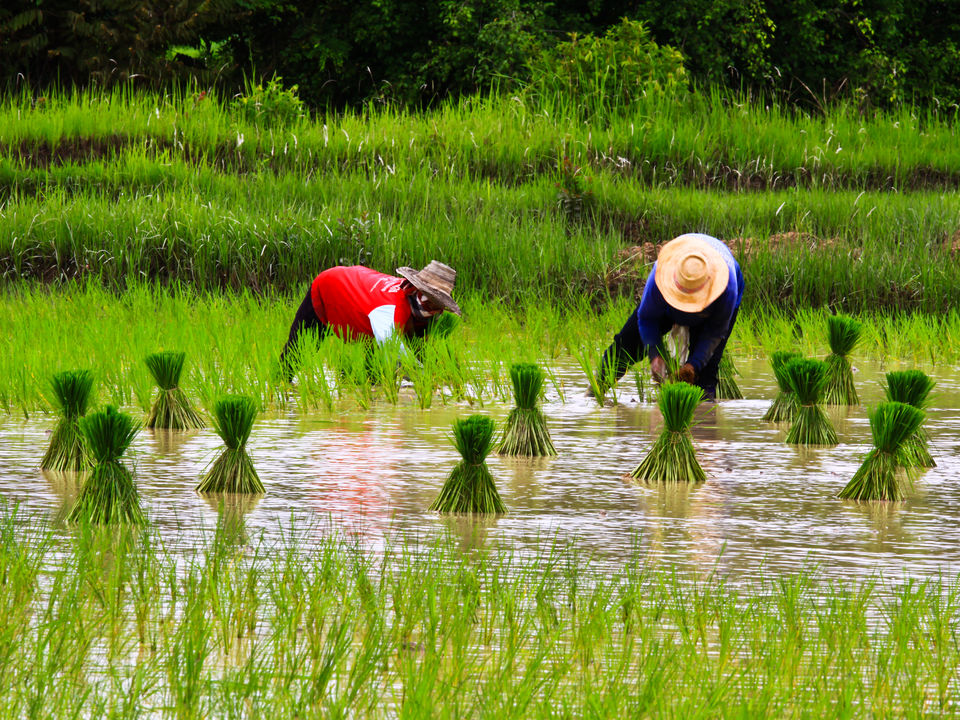 Rijstplukken_1_415862