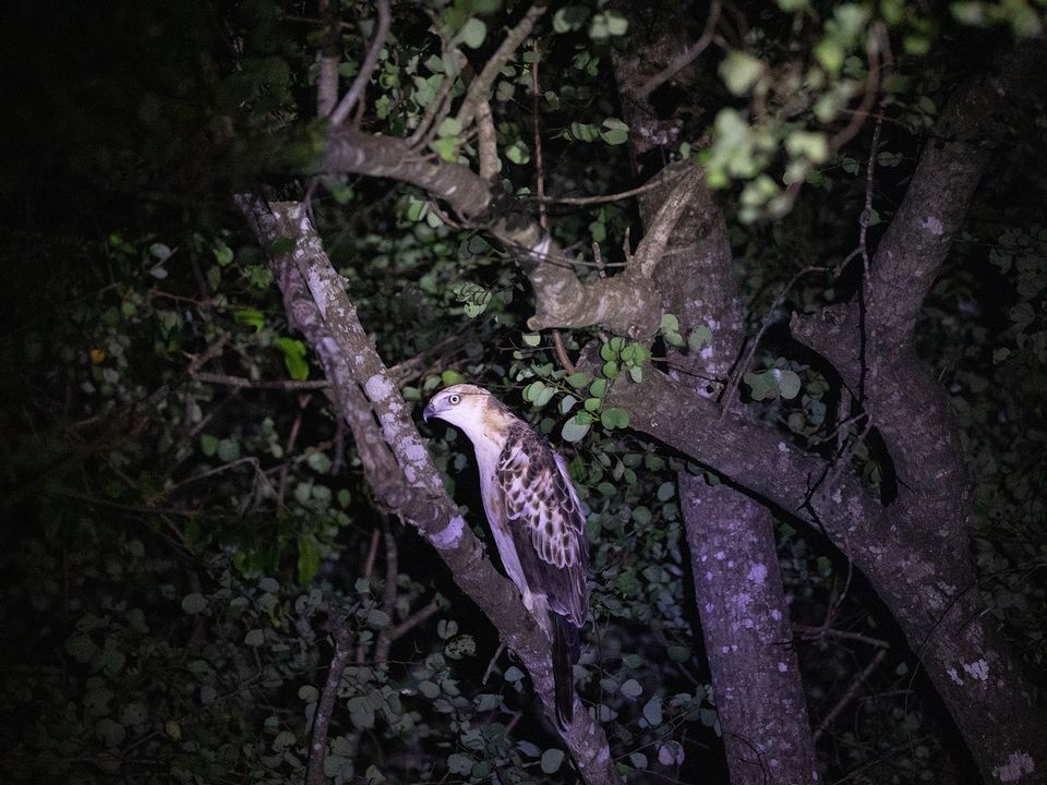Dieren tijdens de nachtsafari bij Habarana