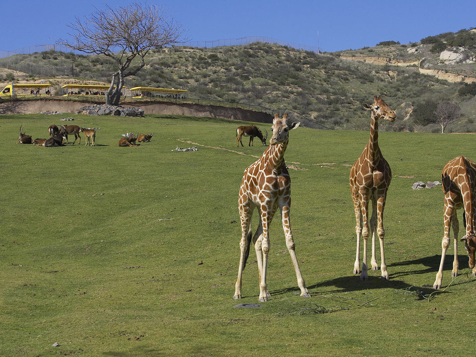 San-Diego-Zoo-Safari-Park-2