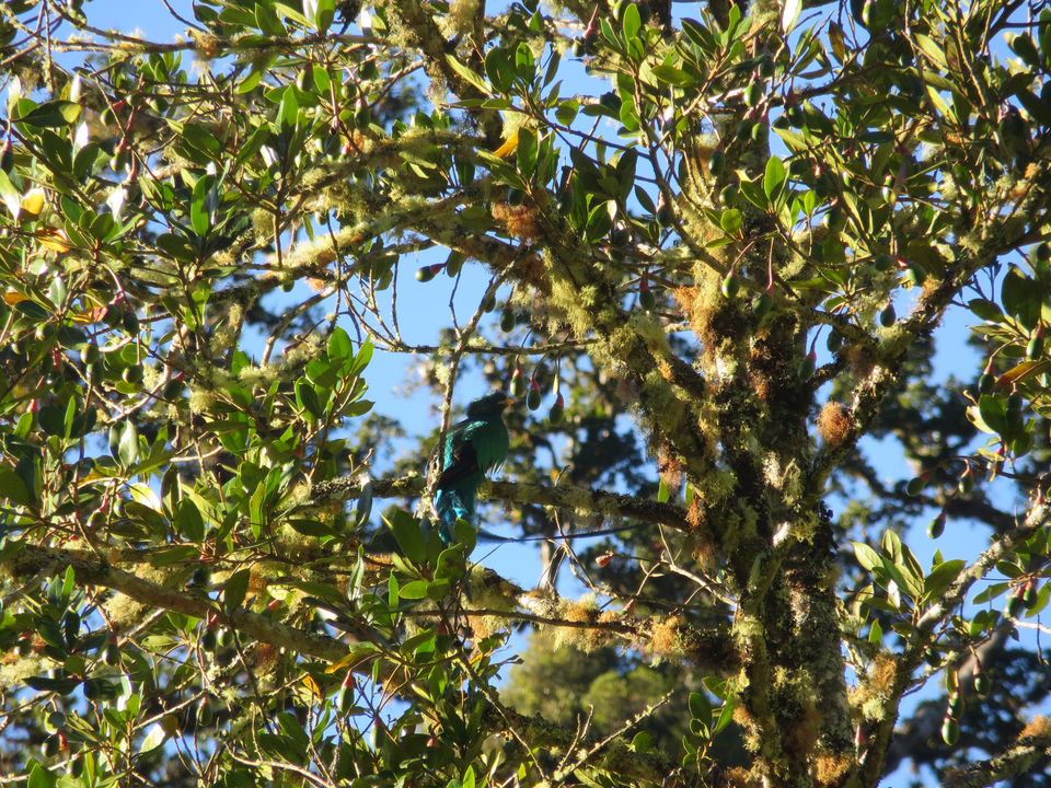 San-Gerardo-de-Dota-quetzal-3-kopie(6)