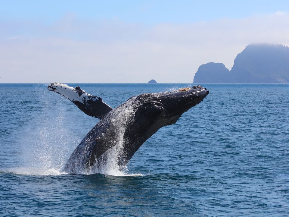 Walvis springt op uit het water bij Seward, Alaska