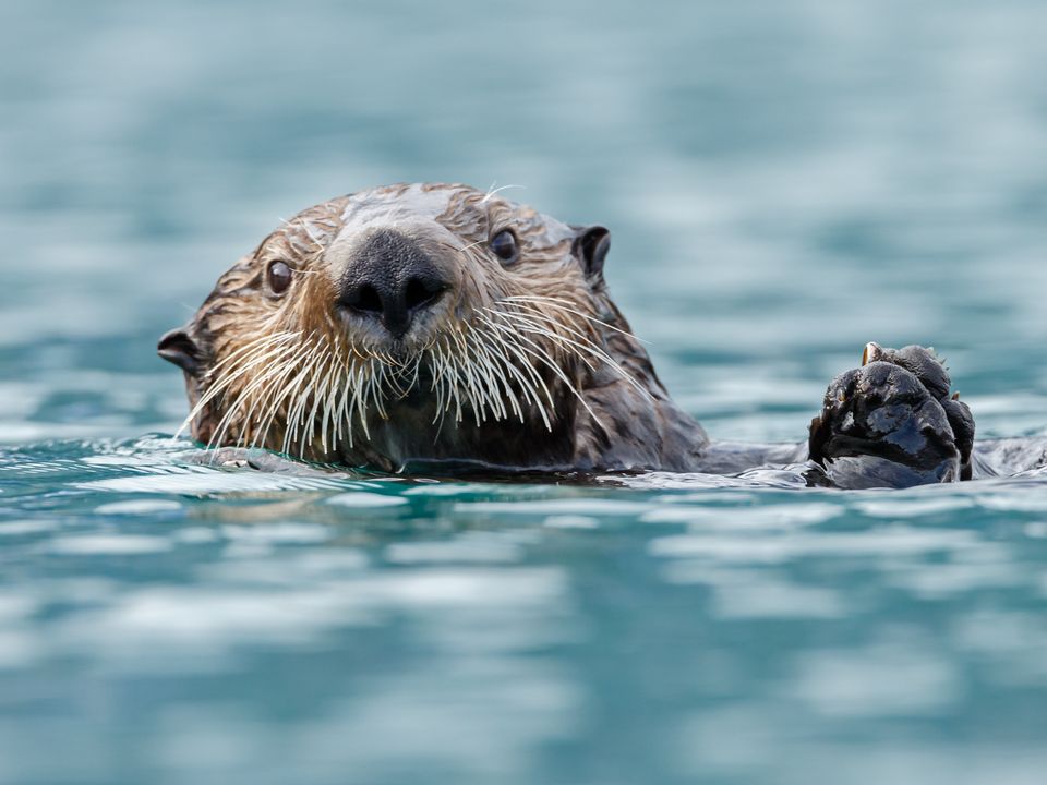 Charmante zeeotter bij Seward, Alaska