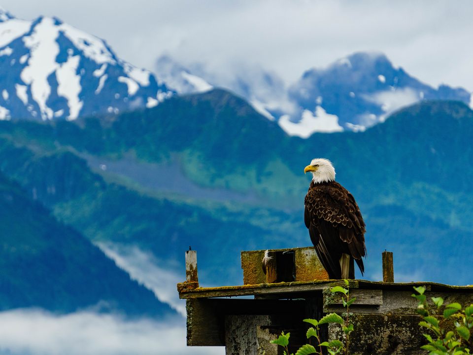 Amerikaanse adelaar bij Seward, Alaska, Amerika