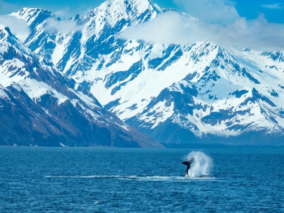 Walvis en spectaculair landschap tijdens je cruise vanuit Seward, Alaska, Amerika