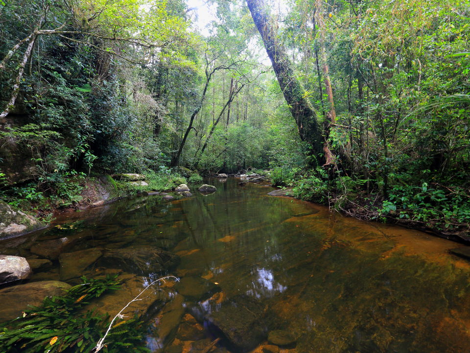 Sinharaja Rainforest