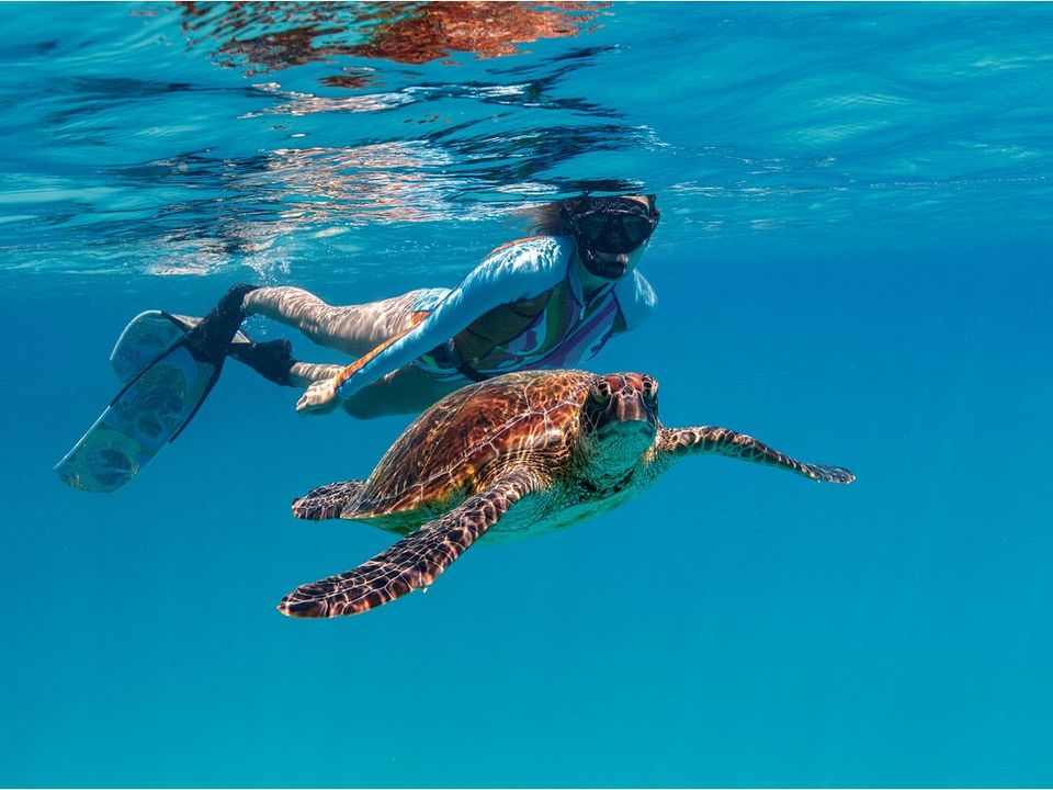 Zwemmen met schildpadden bij Koh Tao