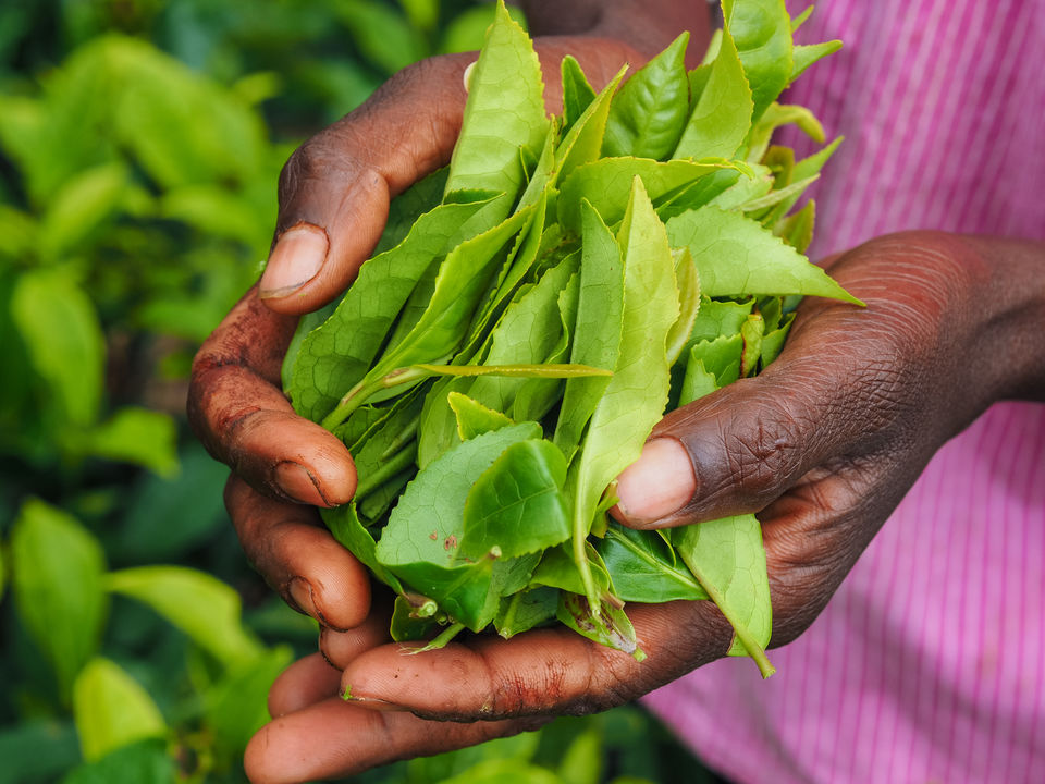 Sri Lanka-Nuwara Eliya-theebladeren(8)