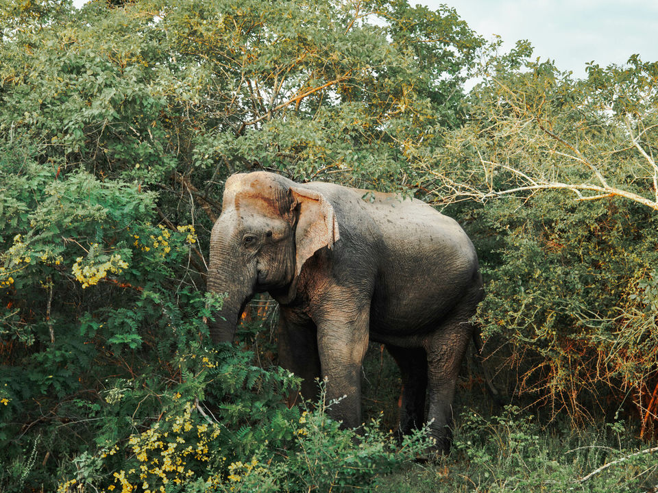 Olifant in National Park, Sri Lanka