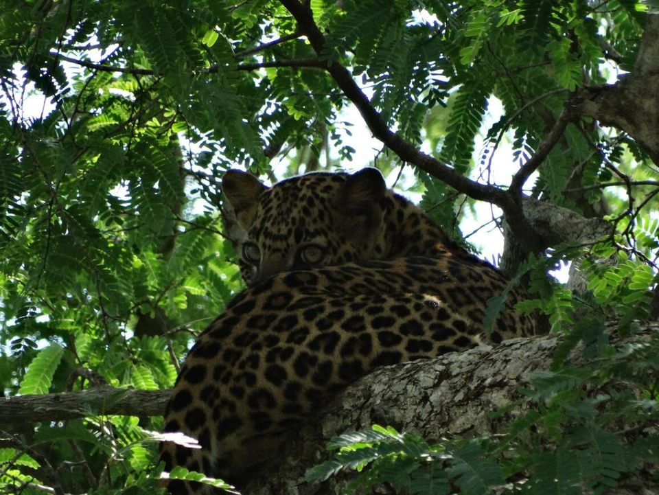 Yala National Park luipaard in de boom