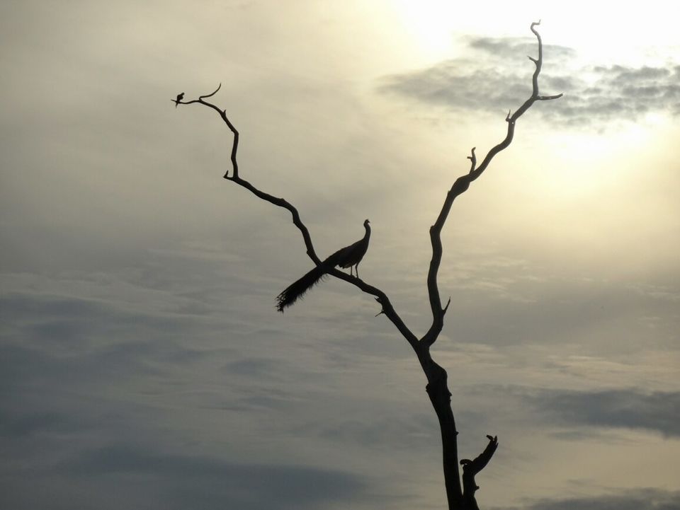 Yala National Park vogel in de boom
