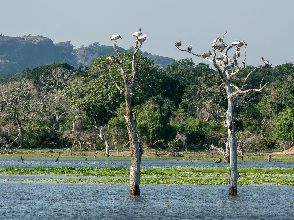 Vogels in Kumana National Park, Sri Lanka