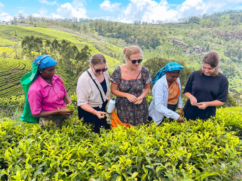 In de theetuinen werken van Sri Lanka, Azië