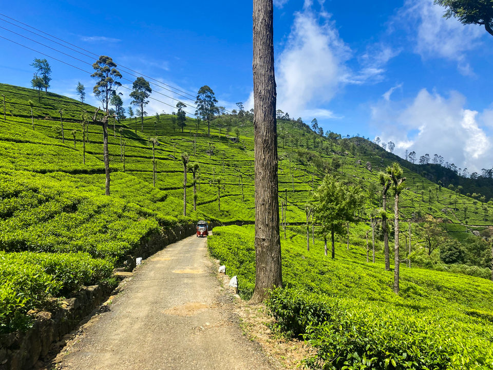 Bandarawela theevelden in Sri Lanka