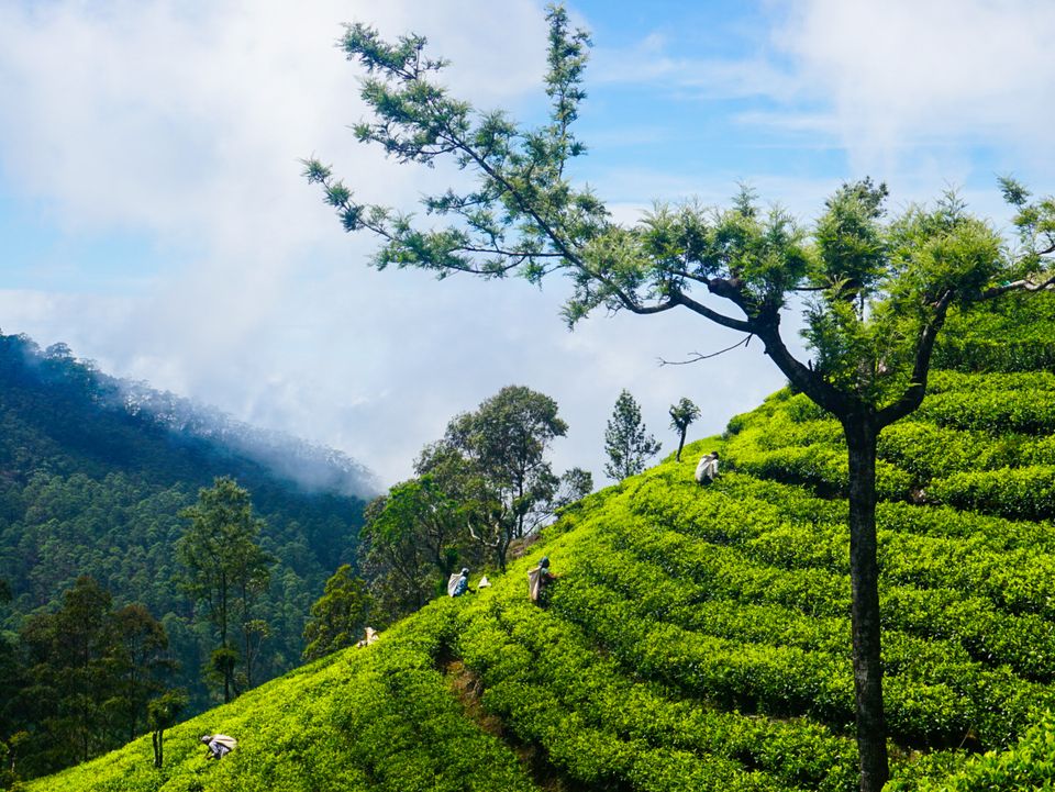 Bandarawela Theevelden in Azië