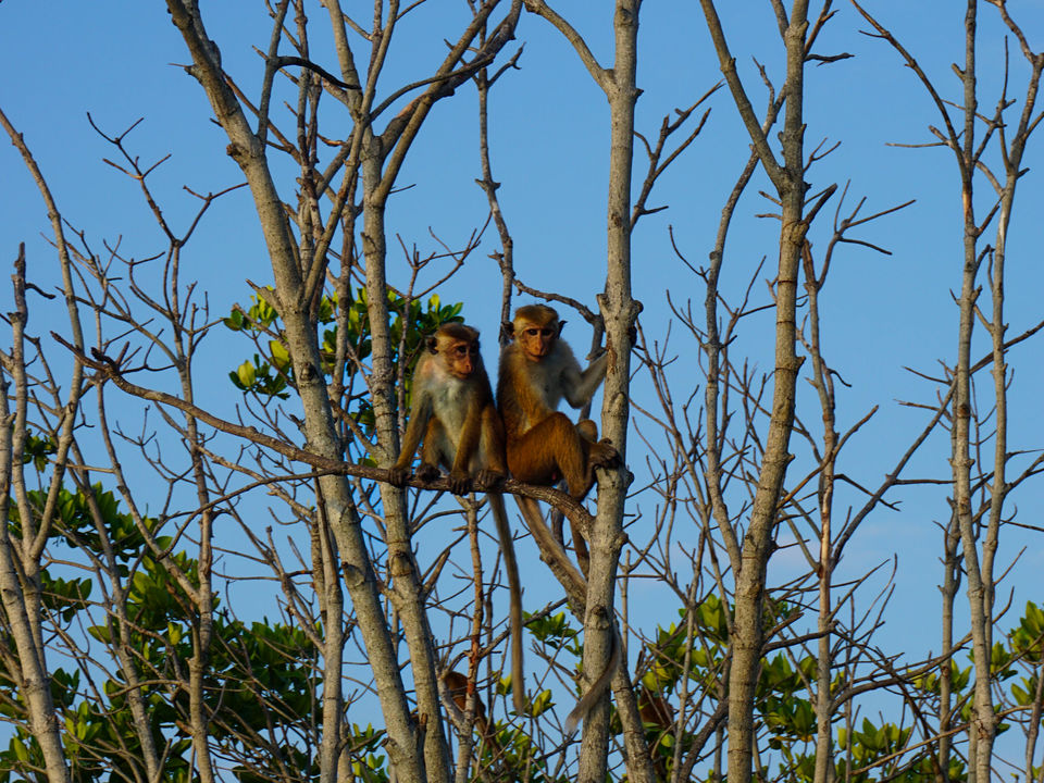 Boottocht in Negombo met aapjes