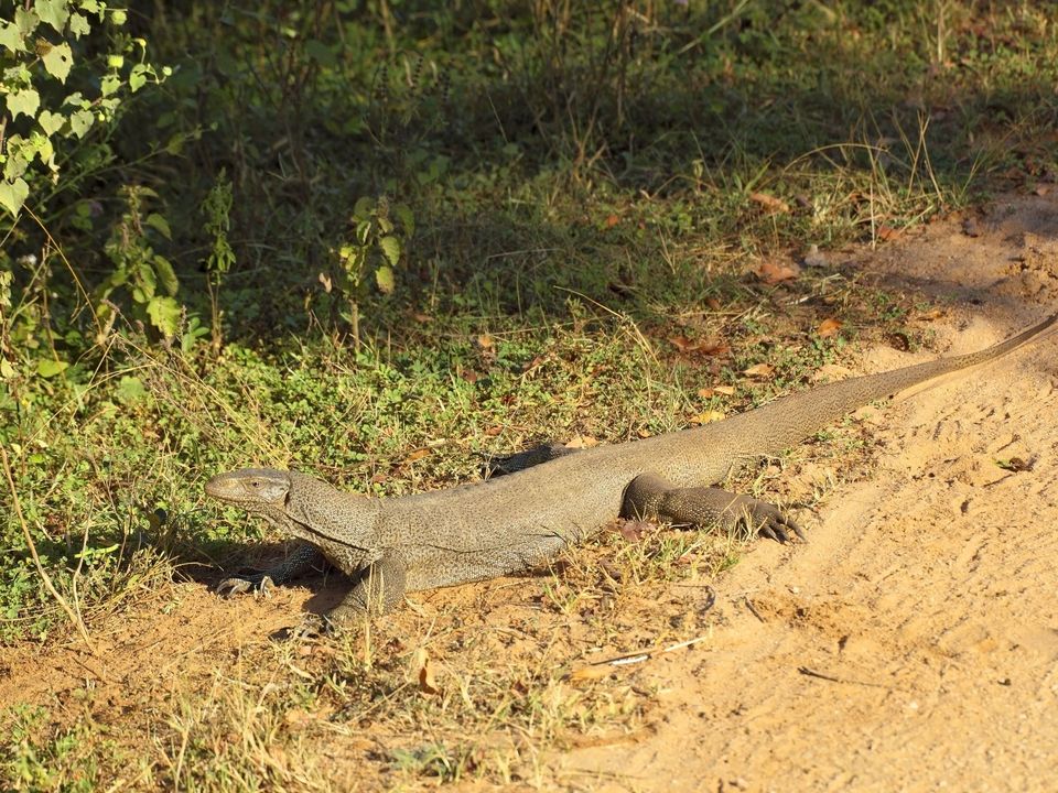 Krokodil in Udawalawe National Park