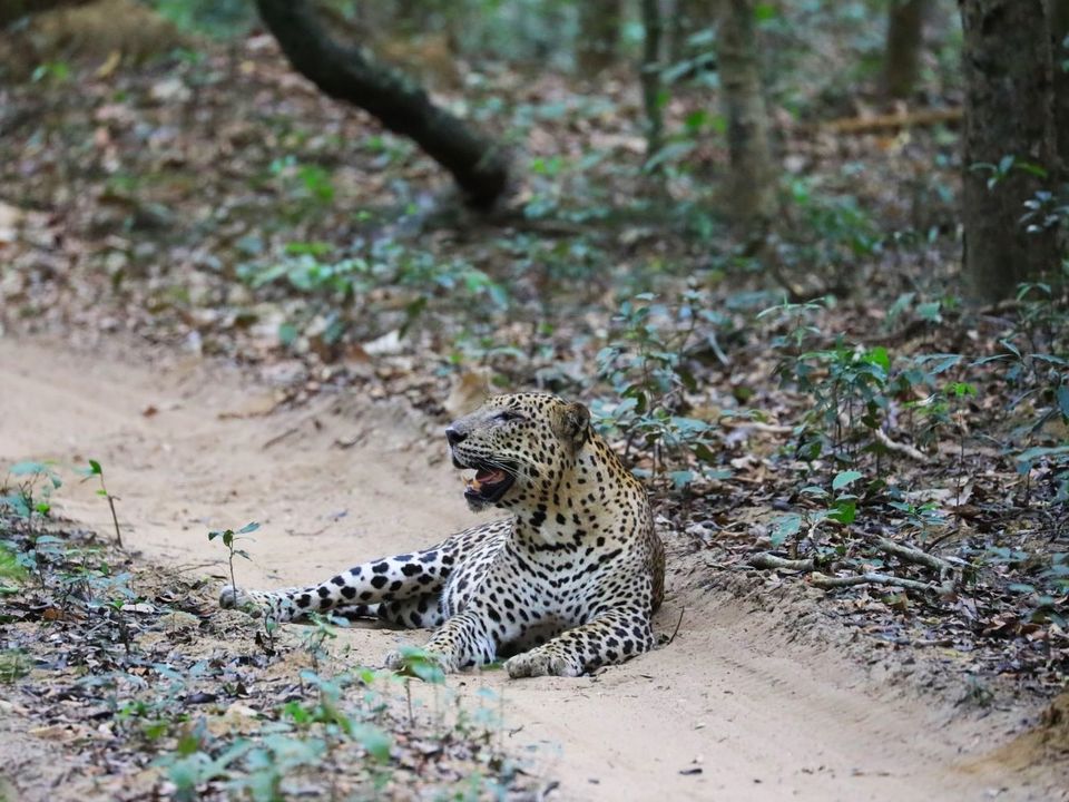 Luipaarden spotten tijdens een safari in Wilpattu NP, Sri Lanka