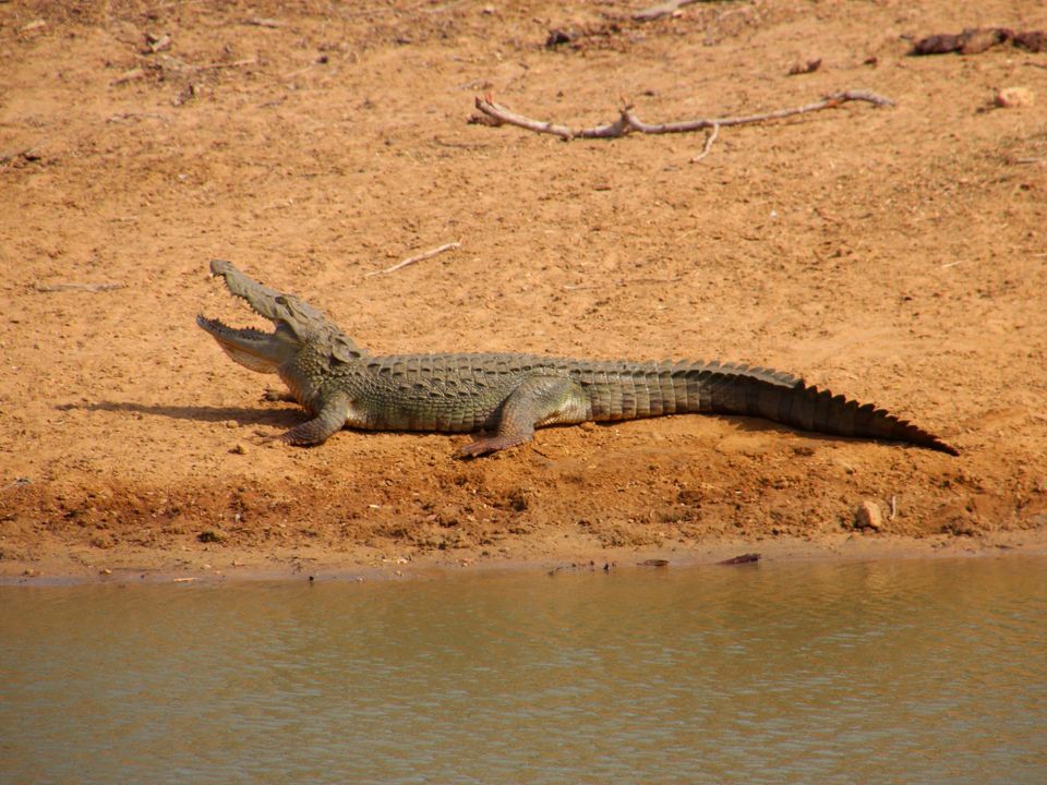 Krokodillen in Kumana National Park, Sri Lanka