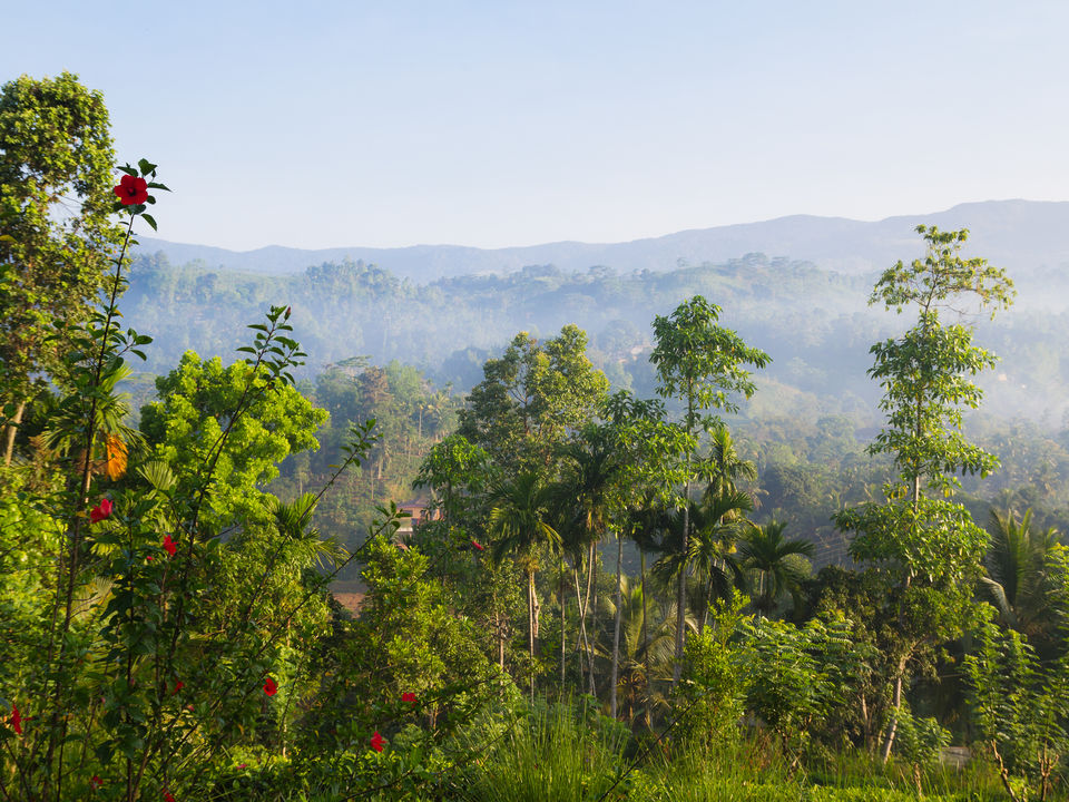 Sinharaja regenwoud in Sri Lanka