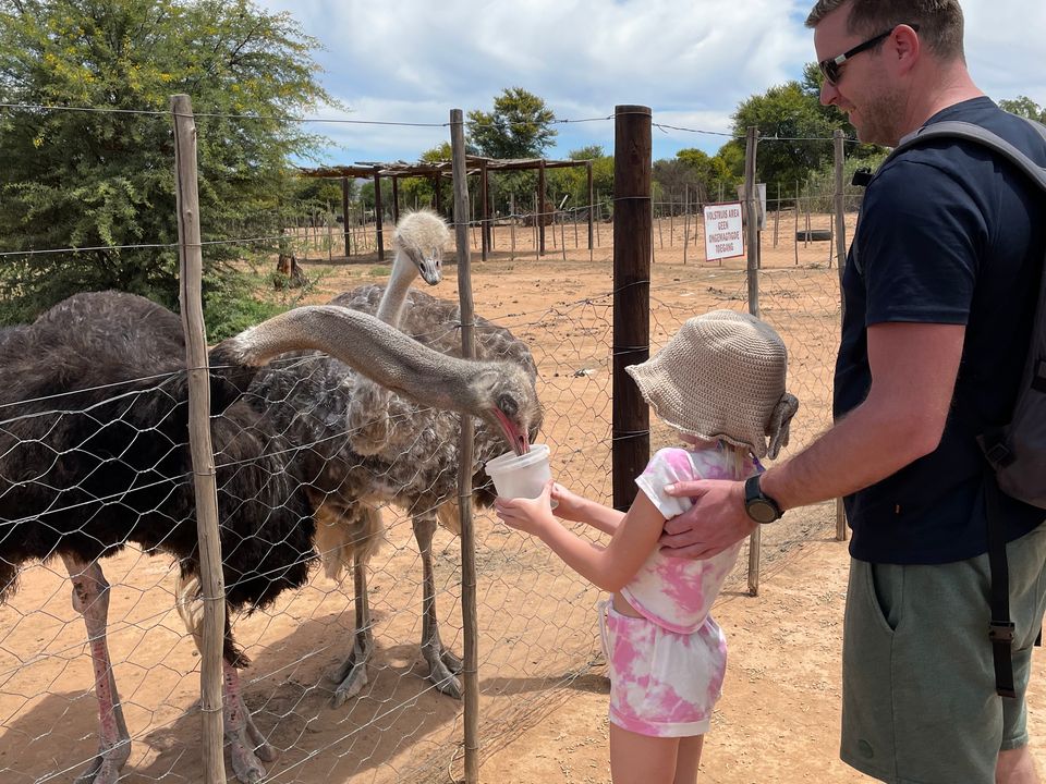 Struisvogelboerderij in Oudtshoorn, Zuid-Afrika