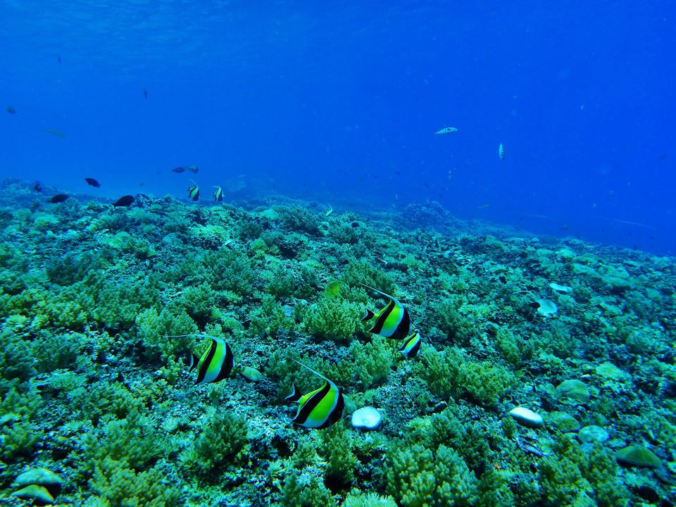 Sulawesi-Bira-Onderwaterwereld