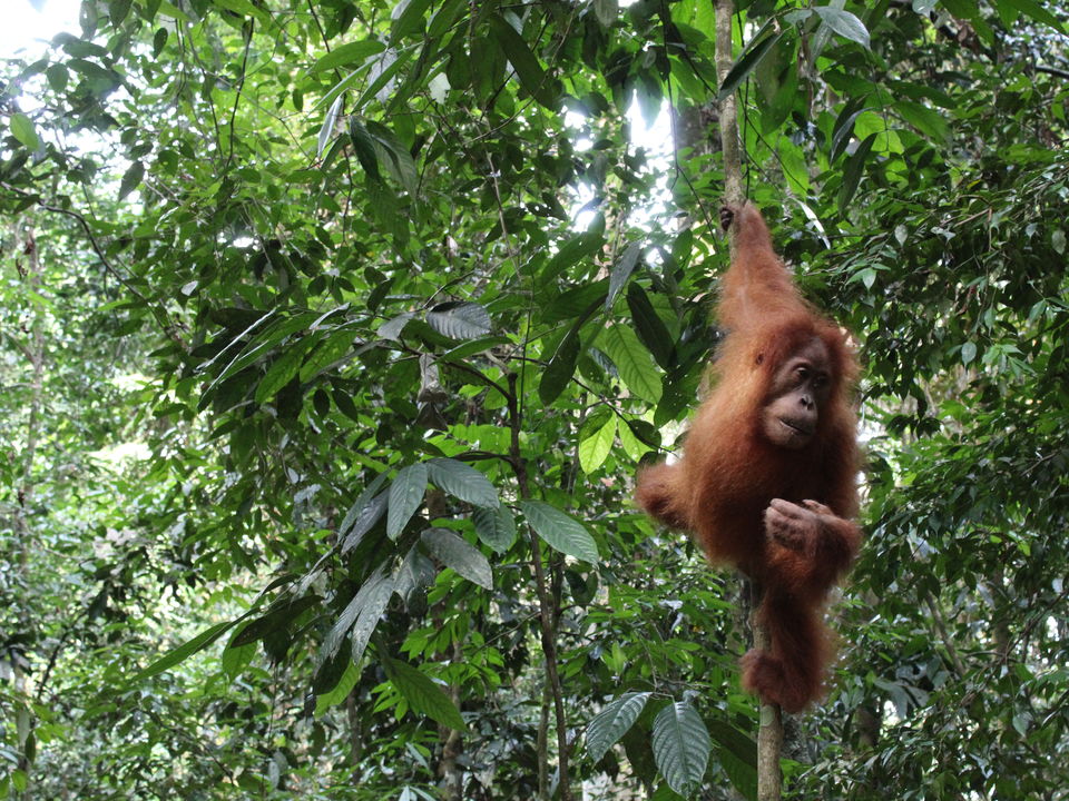 Orang Oetans en meer op Sumatra
