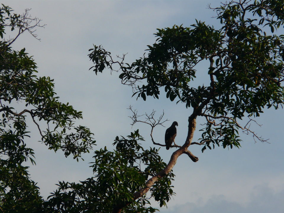 Sumatra-Way-Kambas-Vogel_1_393351
