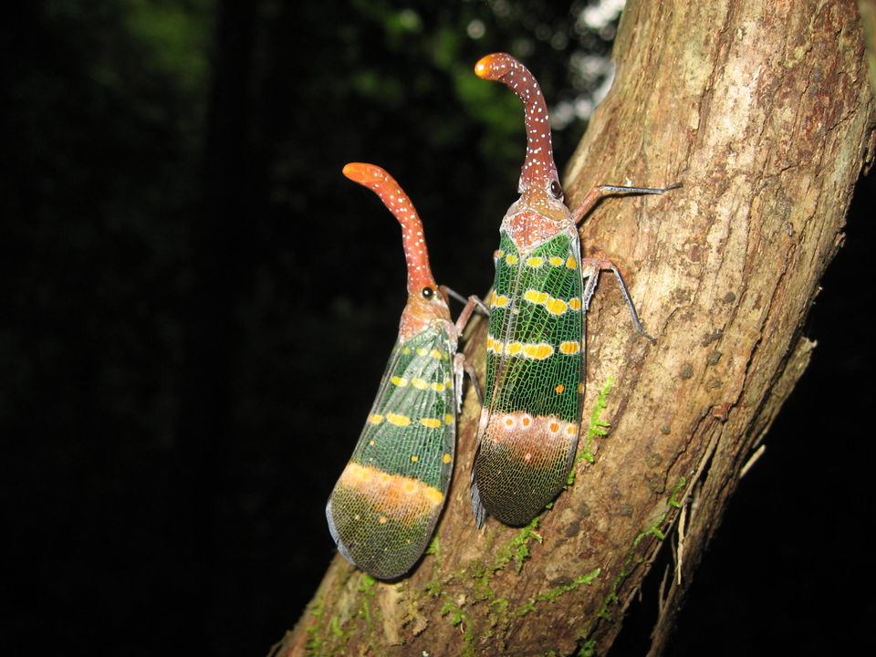 Bijzondere nachtdieren in Khao Sok National Park