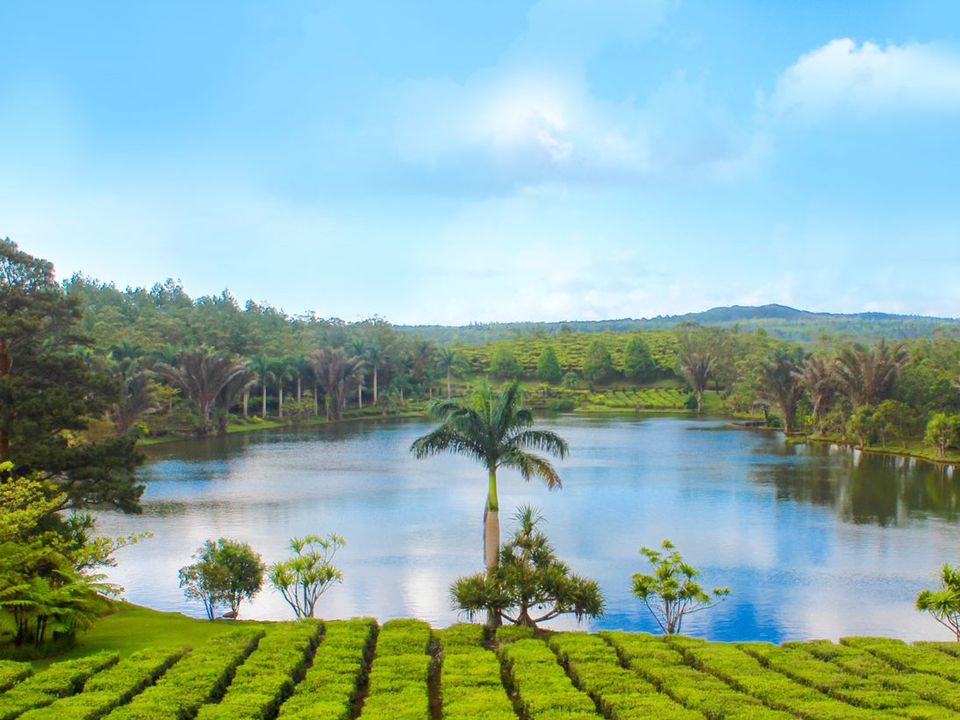 Theeplantage Bois Cheri met palmboom