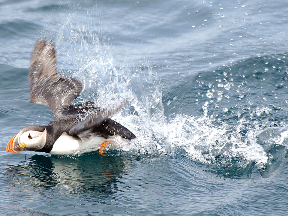 Trinity-Papegaaiduikers-excursie-2