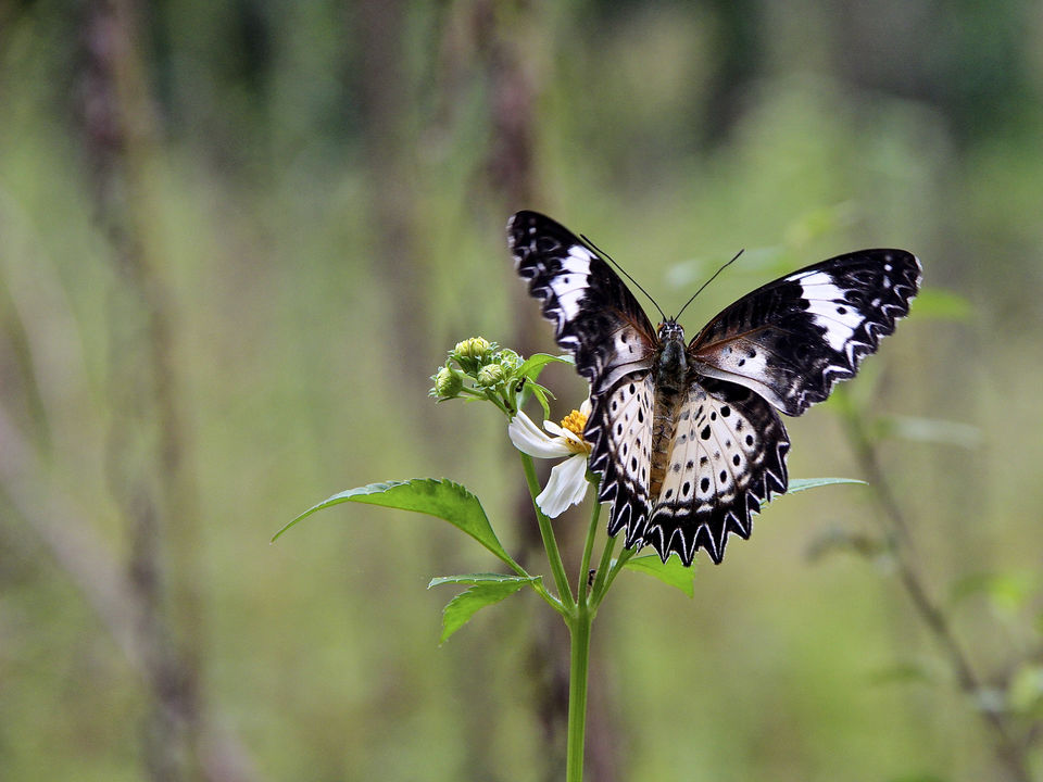 Vlinders bij Ba Be Lake, Vietnam
