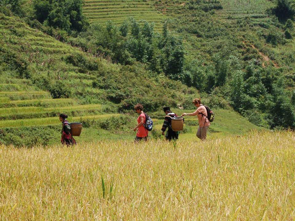 Lokale bewoners met klanten wandelen tussen de rijstvelden in Mu Cang Chai.