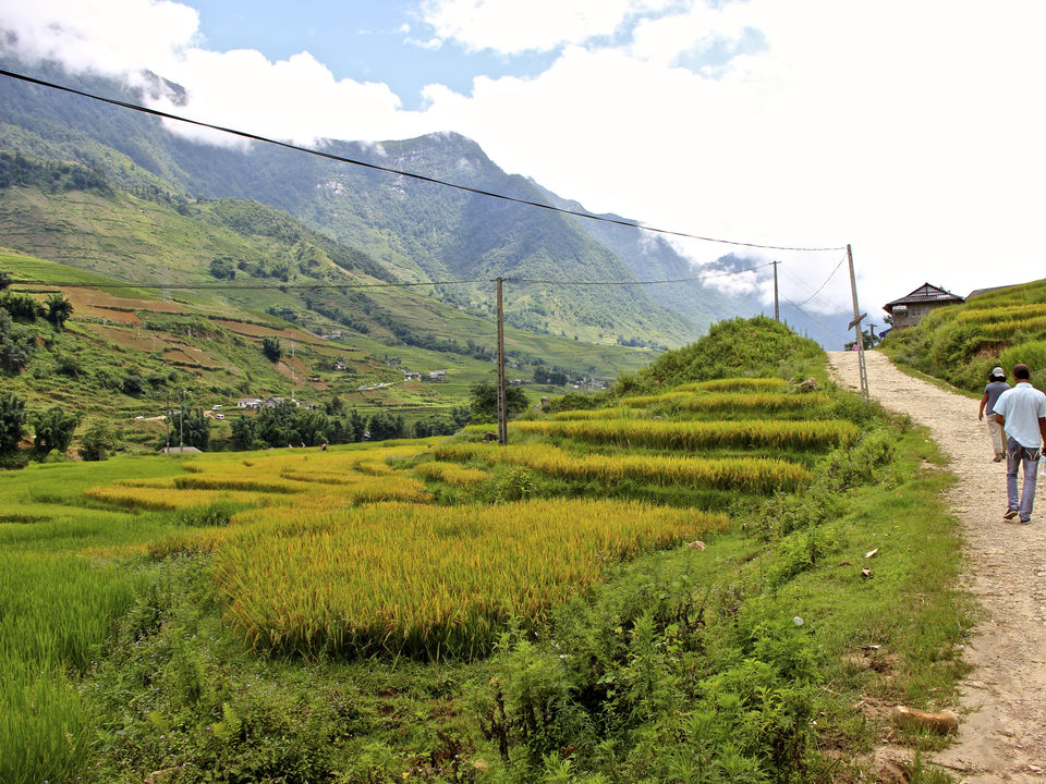 Vietnam-Sapa-rijstterrassen-wandelen_1_477574