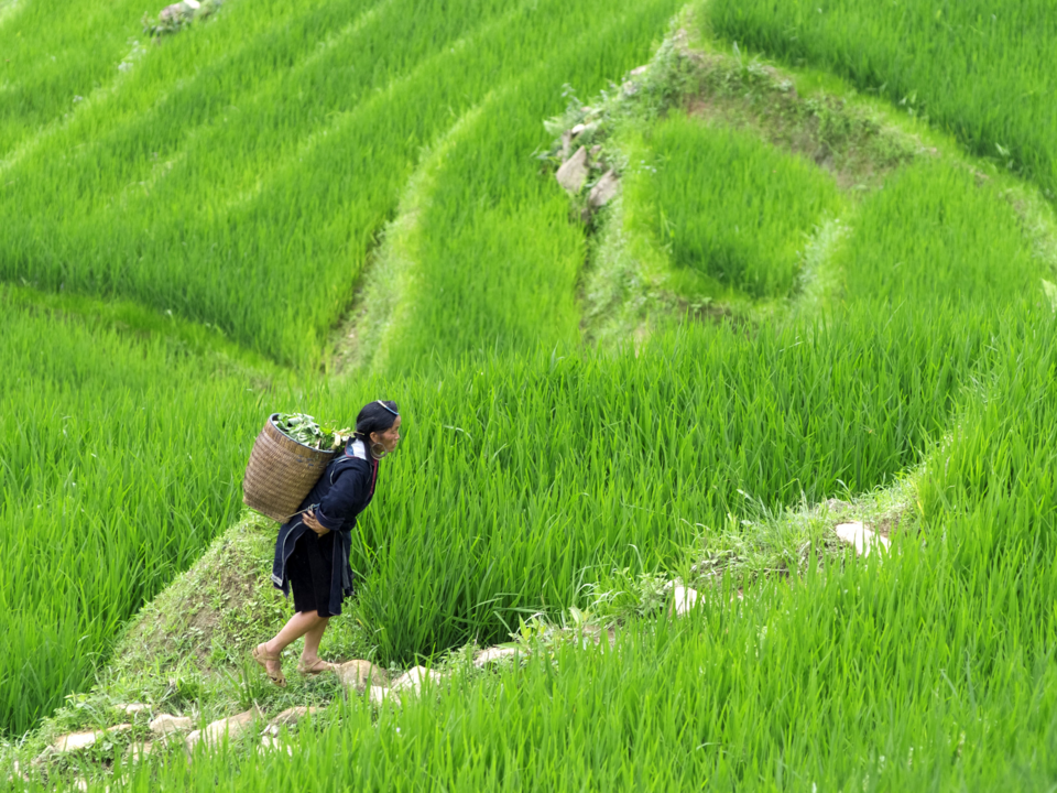 Een vrouw aan het werk in de rijstvelden van Sapa, Vietnam