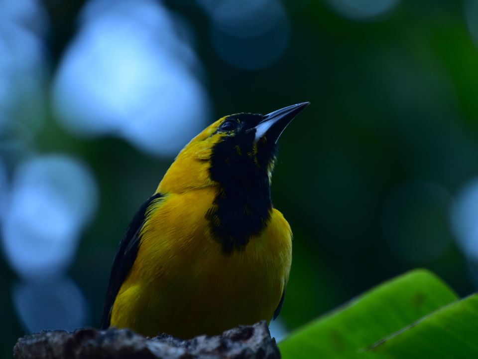 Vogels spotten in Minca, Colombia