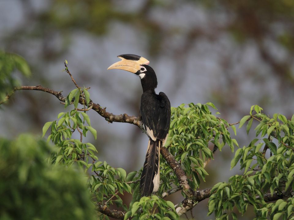 Wilpattu National Park vogel