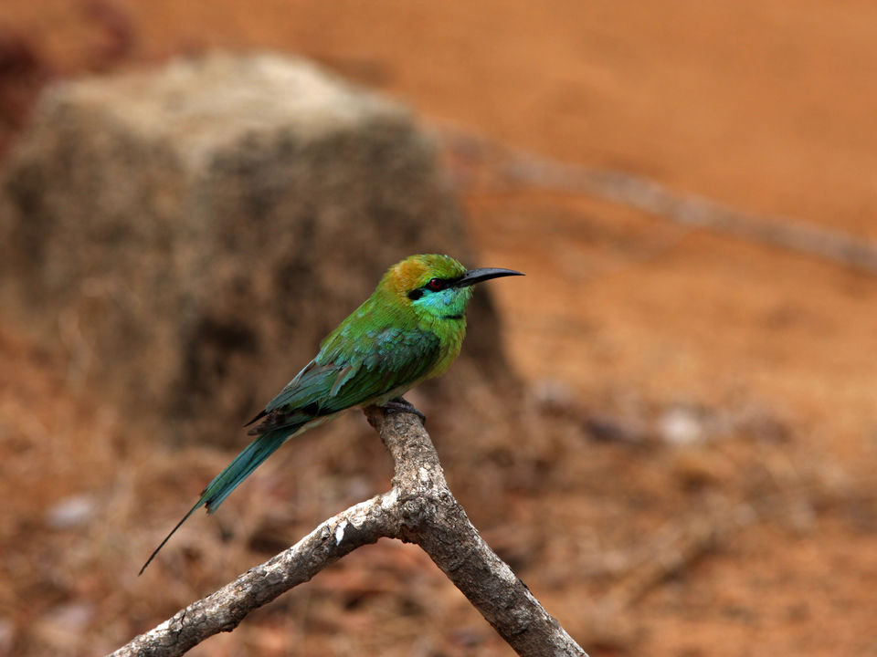 Vogelsrijk Kumana National Park, Sri Lanka