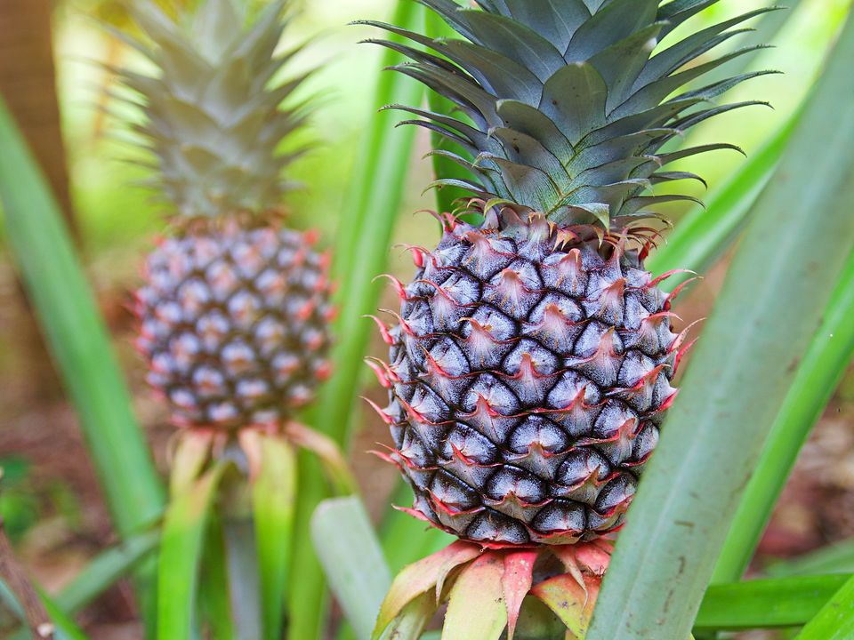 Ananasplant op de spice farm, Zanzibar