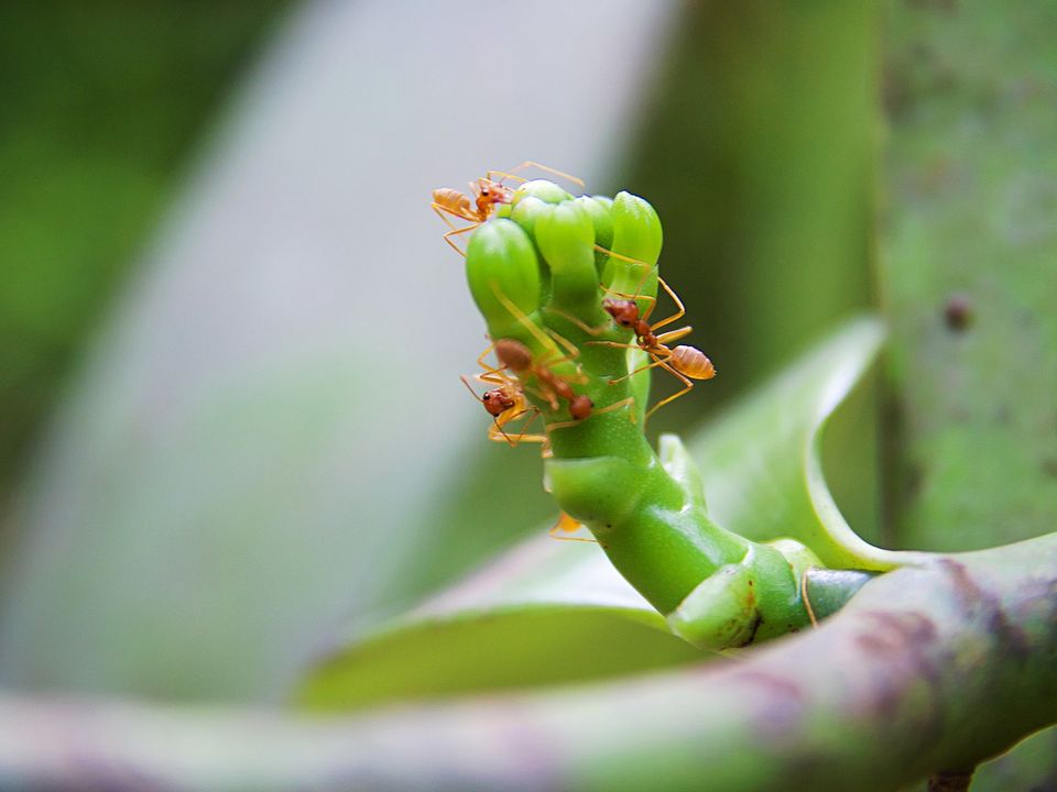 Spice farm, Zanzibar
