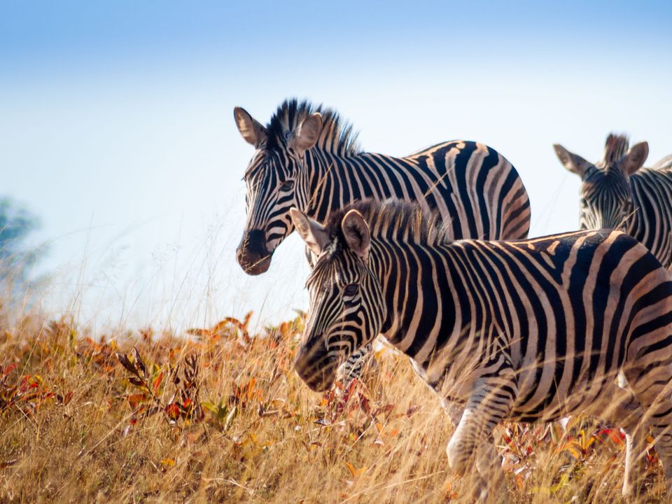Zebra's in Mlilwane, eSwatini