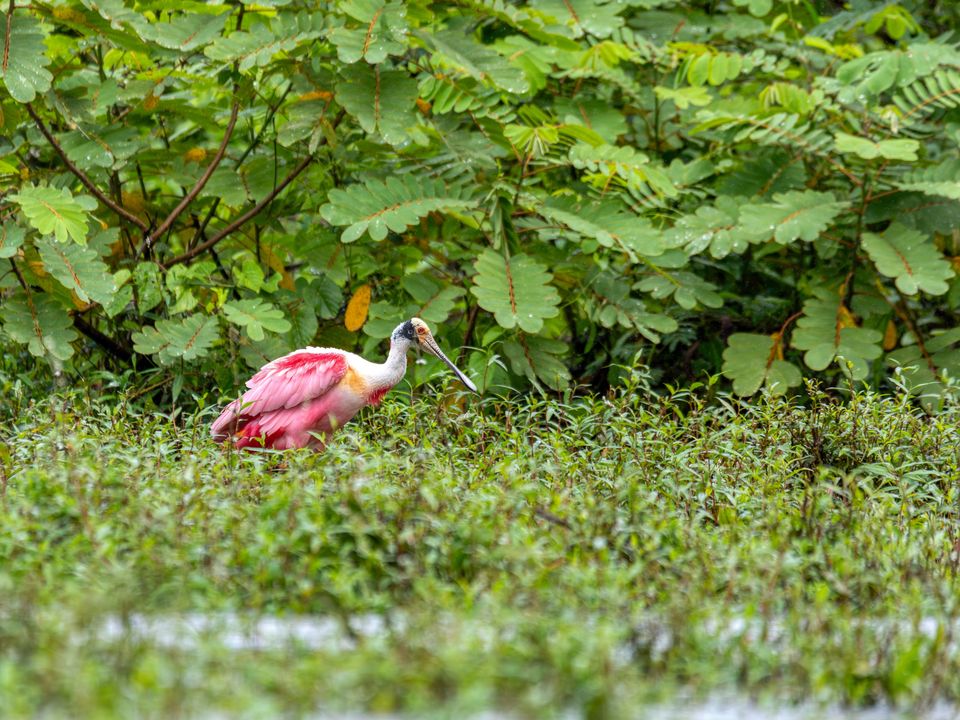 Roze vogel in Cano Negro, Costa Rica