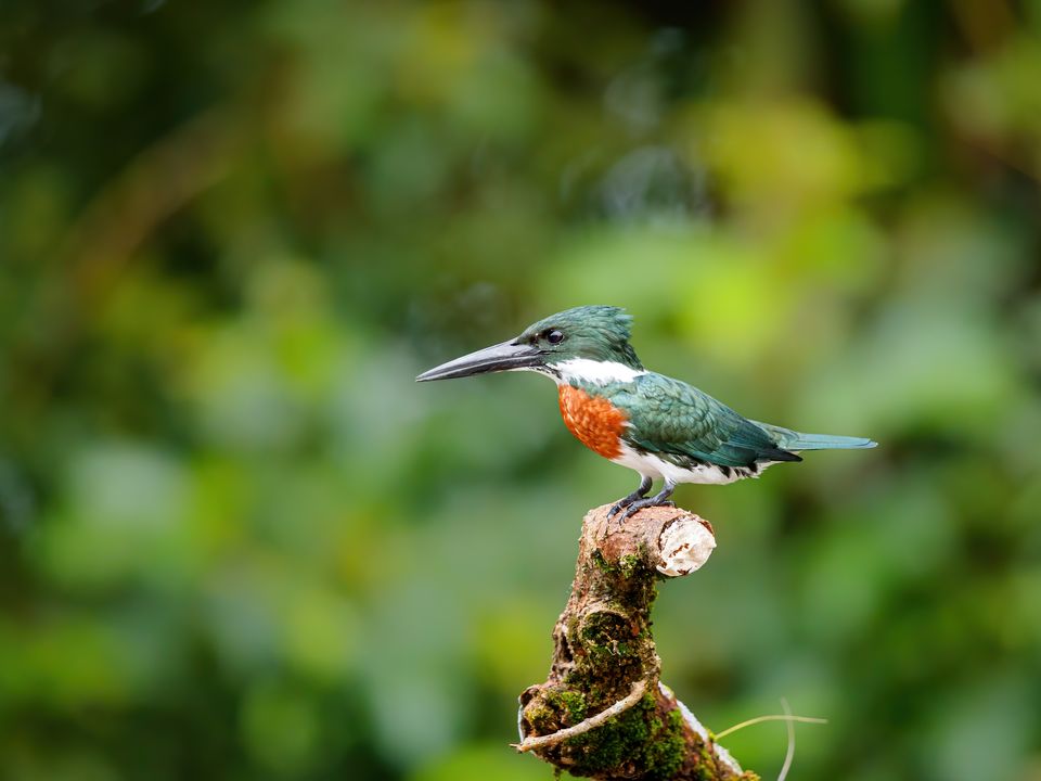 IJsvogel in Cano Negro reservaat, Costa Rica