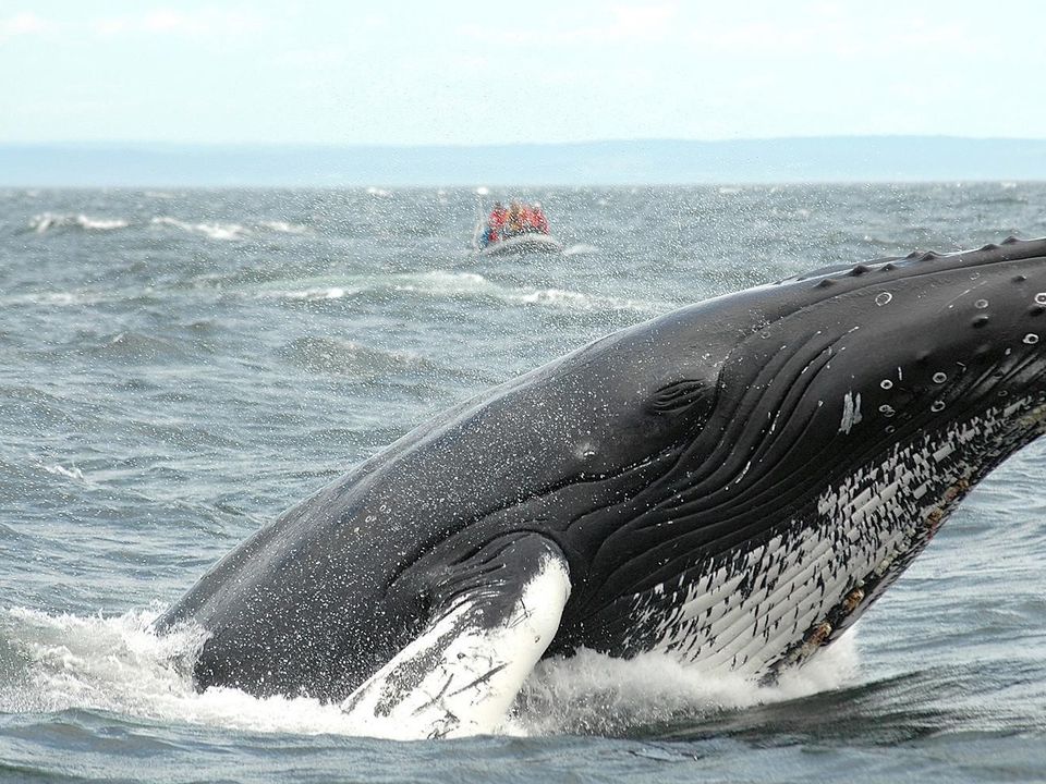 Walvissen spotten in Tadoussac, Canada