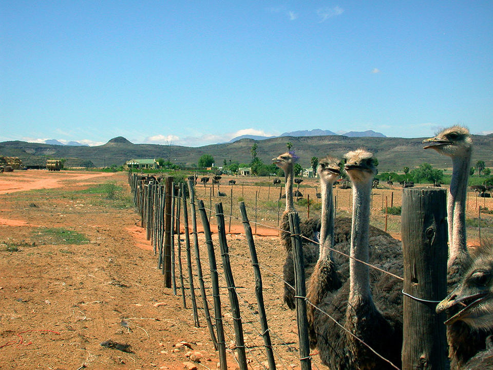 struisvogels in Oudtshoorn