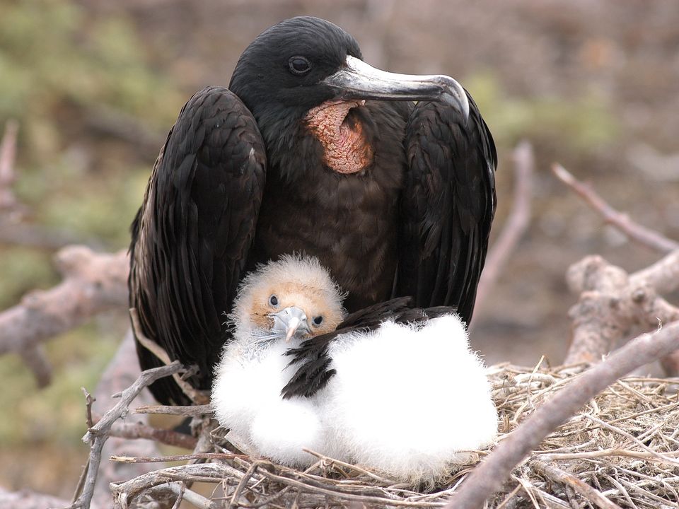 Fregatvogel met jonkie op de Galapagoseilanden