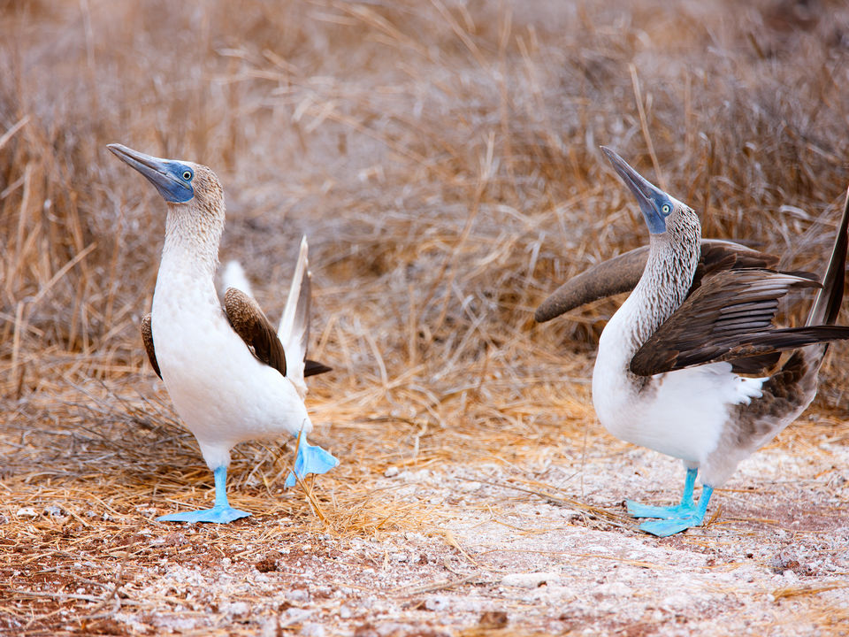 2 blauwvoeten op de Galapagos eilanden